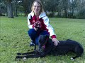 Adopt a greyhound
