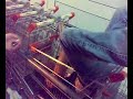 roscio nel carrello a passoscuro