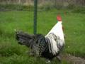 Poule de race Braekel