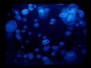 thomas-newman.html