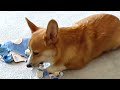 Pembroke Welsh Corgi