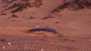 nesting Flatbacks :)