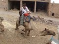 Klarika riding the camel Klarika riding the camel