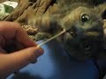Kitty loves Q-tips Kitty loves Q-tips