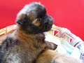 Cairn Terrier pups Cairn Terrier pups