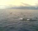 Dolphins Madeira Dolphins Madeira