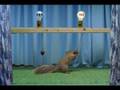 Wondercafe - EZ Answer Squirrel