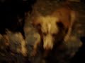 this is my second experience capturing poltergeist activity in my home in the past 6 weeks. check out my first capture here http://www.youtube.com/watch?v=njybuew4ls0

one of my dogs was notably disturbed and would not come out from under the bed. then i started hearing noises in the attic. foolishly, i decided to check it out. what i encountered has terrified, yet fascinated me.