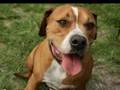 Stop BSL! Hug a Bully today!