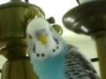SMARTEST TALKING BIRD IN THE WORLD