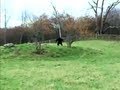 WORLD'S MOST SHOCKING BIGFOOT VIDEOS # 4