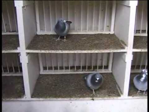 Billy Heslop racing pigeons Simply The Best 8