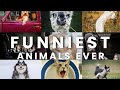 The Planets Most Funniest Animals 4