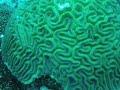 Turks and Caicos SCUBA Pics (Part 1)
