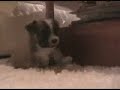 Video Kairo recién nacido