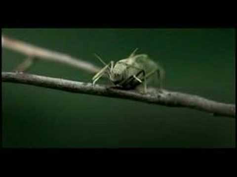 Watch 'Squirrel Tire Commercial'