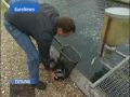 EuroNews - Futuris XV - Fr - Des questions sur le poisson