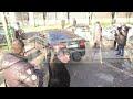 the french rocker johnny hallyday and wife laetitia coming out of the vivement dimanche tv show rehearsal. our favorite rocker looked in a good shape as he w...