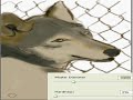 wolf   speed painting in photoshop