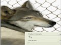wolf   speed painting in photoshop
