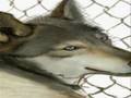 Wolf - Speed Painting In Photoshop