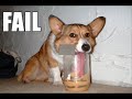 LoLDogs LoLDogs