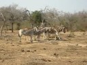 Zebras playing in Imfolozi Zebras playing in Imfolozi