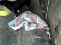 CACHORRO TOCANDO PUNHETA!!!!!!!!!!!!!!!! CACHORRO TOCANDO PUNHETA!!!!!!!!!!!!!!!!