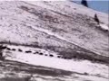 BFC: Yellowstone Bison Slaughter 3/30/05