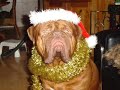chrismas dogs & cats song