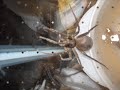 Giant Spider EATING Grasshopper (slideshow) Giant Spider EATING Grasshopper (slideshow)