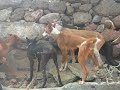 podencos canrios