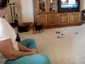 cute yorkie puppy reunited with mother
