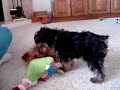 cute yorkie puppy reunited with mother