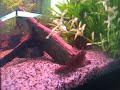 Snakehead Channa Bleheri eating