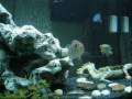 Florida Spotted Gar Monoculus Peacock Bass Growout Tank Florida Spotted Gar Monoculus Peacock Bass Growout Tank