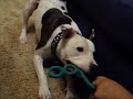 Zed playing tug-of-war Zed playing tug-of-war