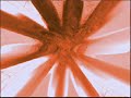 Video screenshot