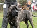 PERRO DE PRESA CANARIO Zico