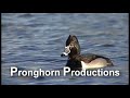Ring-necked Duck Diving in Slow Motion