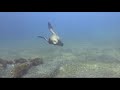 California diving - Channel Islands 2007