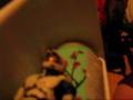 videos de Cheif reload's