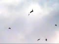 Birds of Europe - White-tailed Eagle