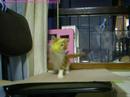 Cat that plays with hung toy_hhjijjksh
