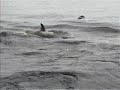 Killer Whale Escape