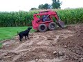 Black Lab playing in 14 piles of dirt. Black Lab playing in 14 piles of dirt.