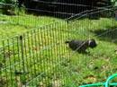 Bridget