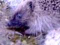 IGEL!!!