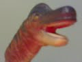 gary you a fucked up individual gary!! daddy dinosaur gots some choice words for you fuggin ugly ass mofo!! pickin on little girls? gary. straighten yo ass out or imma come over there and chomp on you ugly plastic surgeon fuck up face!! say you sorry mofo!! say it!! say it!!