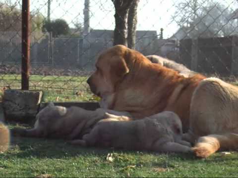 mastiff